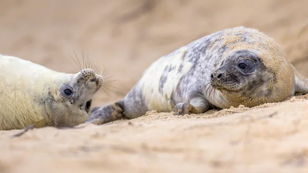Two juvenile Common seal on beach — Stock Photo, Image