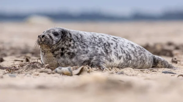 Common seal sideview — Stock Photo, Image