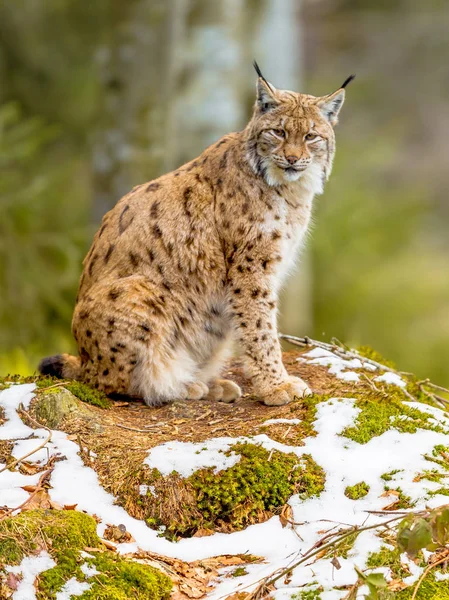 Eurasian Lynx olhando para o lado — Fotografia de Stock