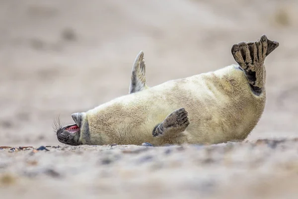 Robbenbaby vor Lachen gebeugt — Stockfoto