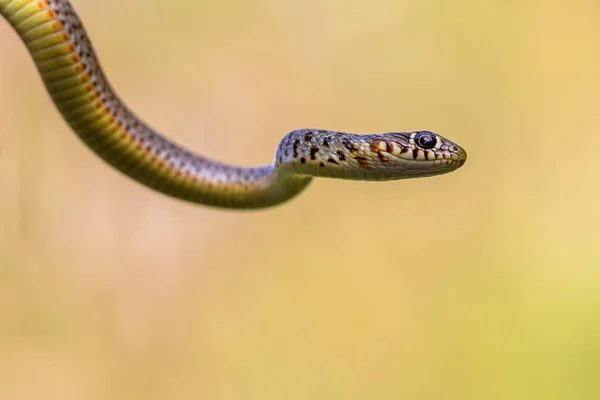 Porträt der großen Peitschenschlange — Stockfoto