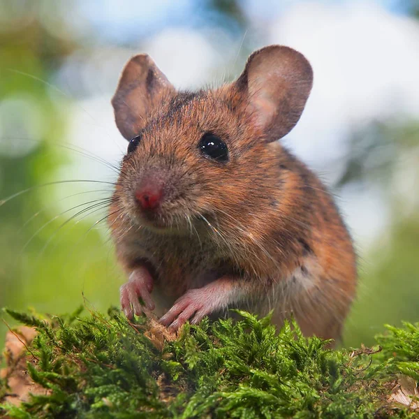 Sätta in musen i skogsmiljö — Stockfoto