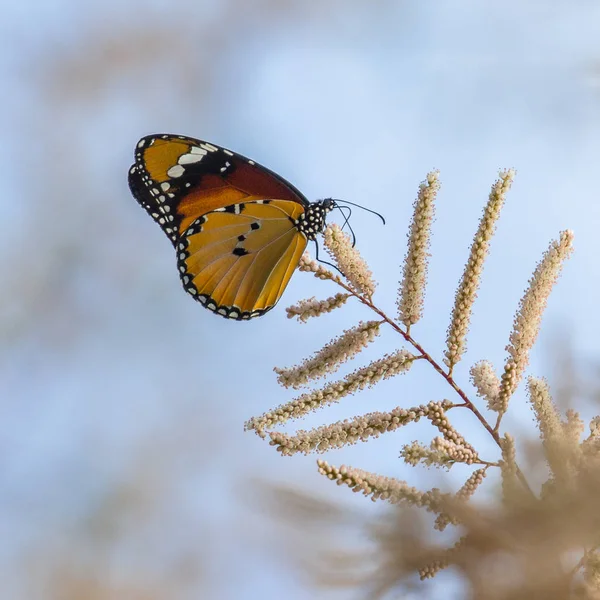 African monarch butterfly — Stock Photo, Image