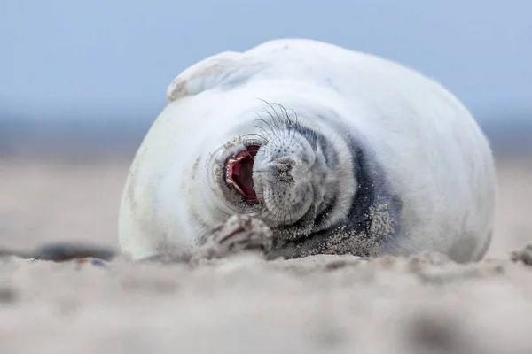 Laughing puppy seal — Stock Photo, Image