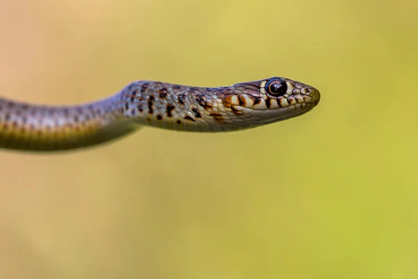 Retrato ampliado de Cobra de Chicote Cáspio — Fotografia de Stock