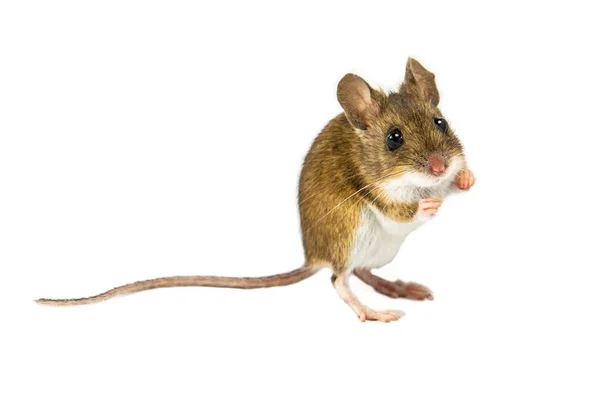 Maus auf weißem Hintergrund vor dem Sprung — Stockfoto