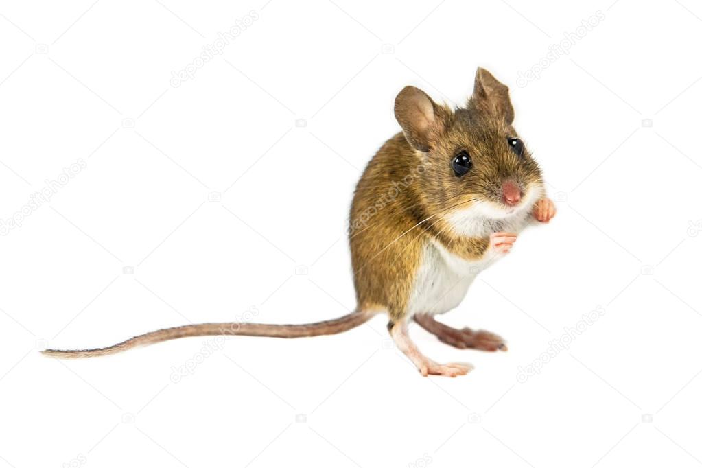 Mouse on white background about to jump
