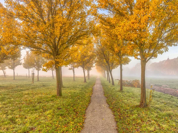 Groep van bomen met gele herfst bladeren — Stockfoto