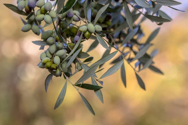 Azeitonas pretas em ramo de oliveira — Fotografia de Stock