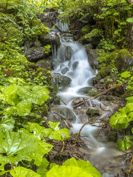 Cours d'eau forestier frais — Photo