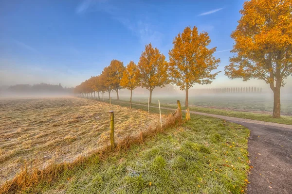 Rangée d'arbres aux feuilles jaunes d'automne — Photo