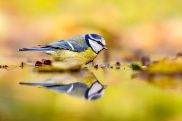 Blue tit autumn background — Φωτογραφία Αρχείου