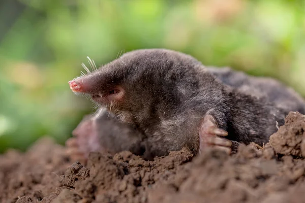 Mole in Natural Environment — Stock Photo, Image