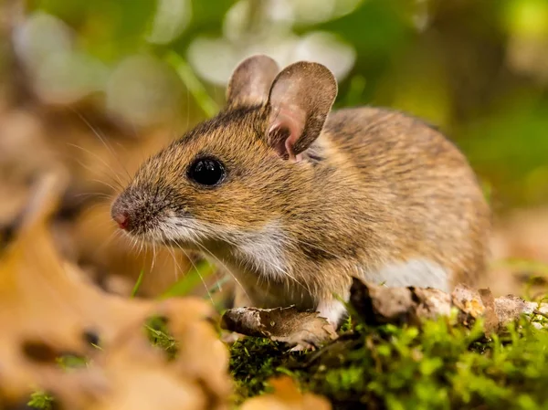 Sarı boyunlu fare ortamlarında