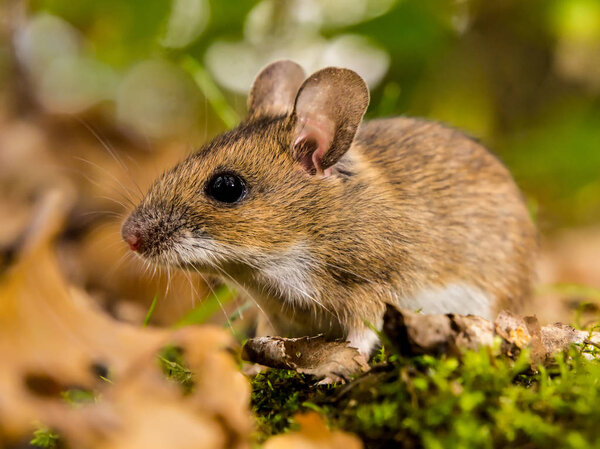 Желтошейная мышь в среде обитания
