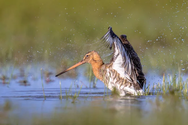 Black-tailed Godwit wader bird flapping off water — Stock Photo, Image