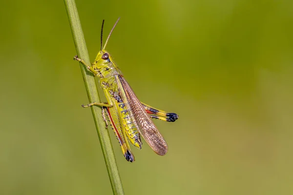 Marsh grasshopper on grass stem — Stock Photo, Image