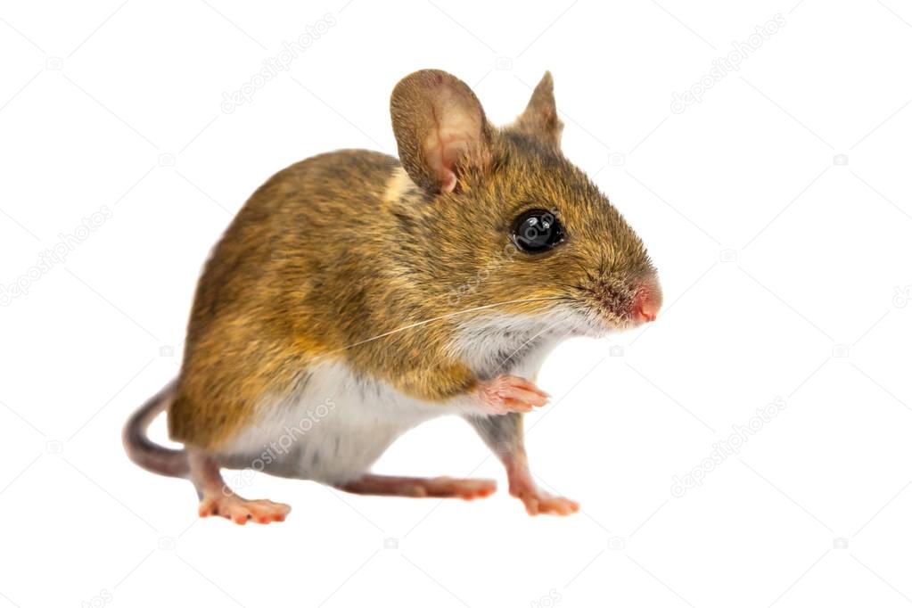 Curious Field Mouse on white background