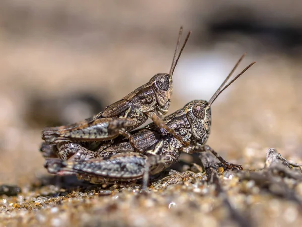 북 섬 메뚜기의 쌍 — 스톡 사진