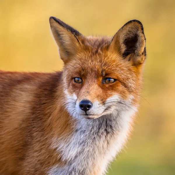 Portret twarz Red Fox — Zdjęcie stockowe