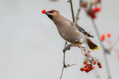 Bohem İpekkuyruk kış ötücü kuş berry ile