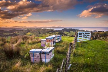 Vintage colored Bee Hives on Top of a Hill in Bay of Islands New clipart