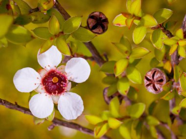 Manuka çiçek yakın çekim