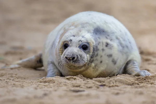 Friendly looking baby seal — Stock Photo, Image