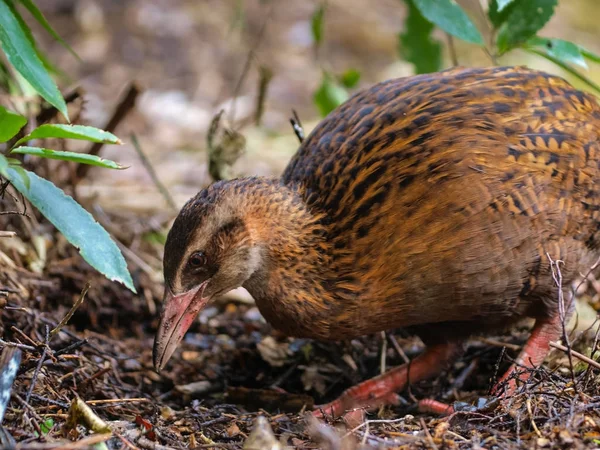 WEKA New Zealand einheimischen Vogel — Stockfoto