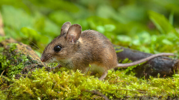 Cute Wood mouse walking on forest floor — Stock Photo, Image