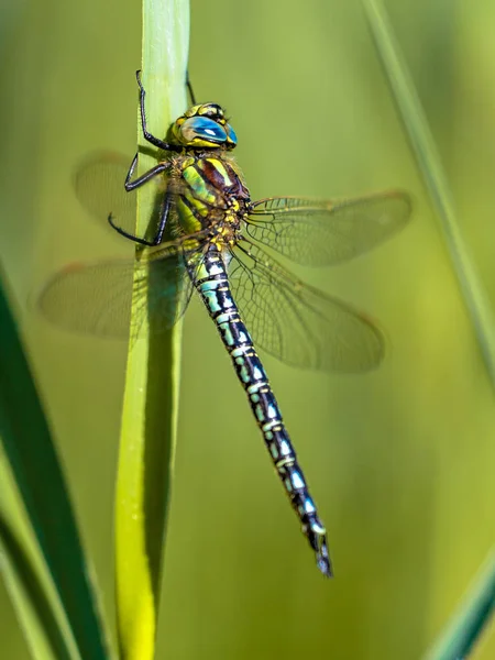 Resting Male hairy dragonfly — Stock Photo, Image