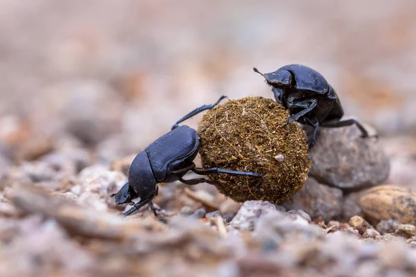 Hårt arbetande dynga skalbaggar inför problem — Stockfoto