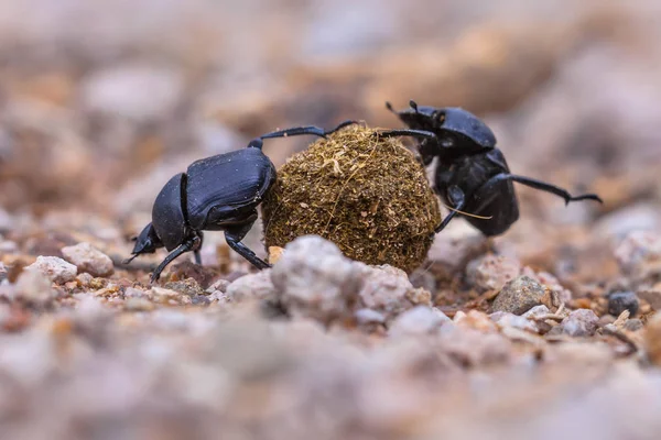 Movendo fortes besouros de esterco enfrentando desafios — Fotografia de Stock