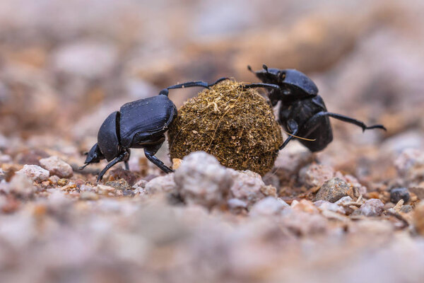 moiling strong dung beetles facing challenges