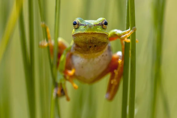 アマガエルの正面 — ストック写真