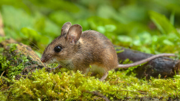 Cute Wood mouse walking on forest floor Royalty Free Stock Photos
