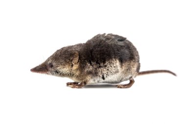 Cute Common shrew on white background clipart