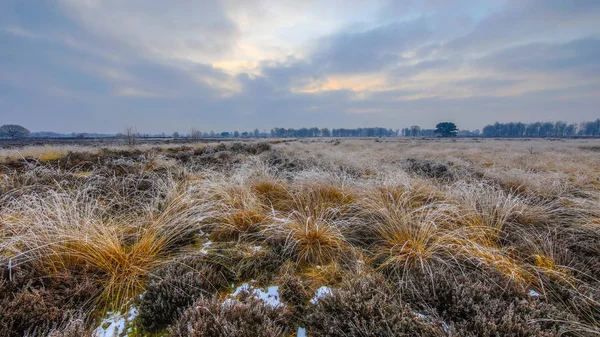 Winter morning sunrise over tussock sods — Stock Photo, Image