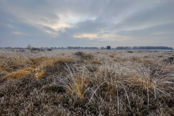 Mañana de invierno amanecer sobre grumos de tussock — Foto de Stock