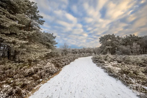 Paysage forestier naturel d'hiver Assen Drenthe — Photo