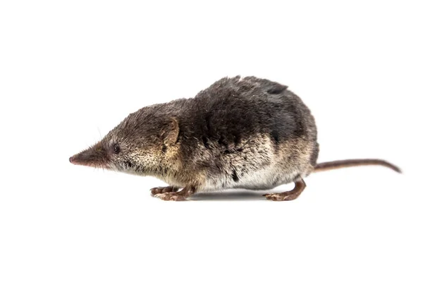 Bonito comum shrew no branco fundo — Fotografia de Stock