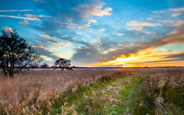 Pad door reed veld bij zonsondergang — Stockfoto
