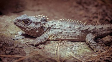 Güneşlenme Tuatara vintage tonlama
