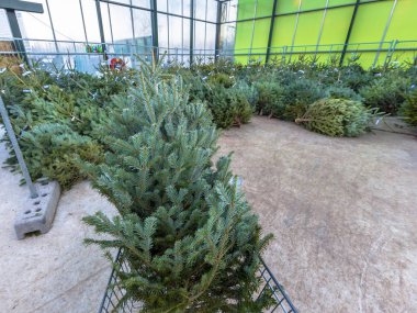 Bahçe pazarında sepetindeki Chrstmas ağacı