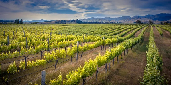Winnica obszar Marlborough Nowa Zelandia — Zdjęcie stockowe