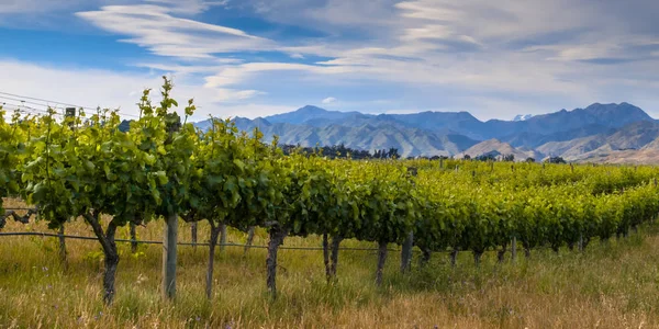 Новая Зеландия органические виноградники Мальборо области — стоковое фото