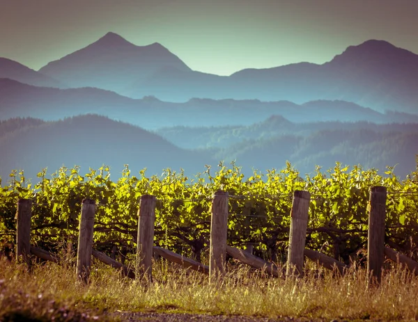 Виноградник с туманным горным фоном — стоковое фото