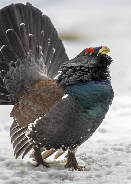 Cerca de urogallo de madera capercaillie —  Fotos de Stock