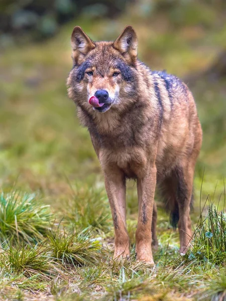 Lobo frontal em uma floresta — Fotografia de Stock