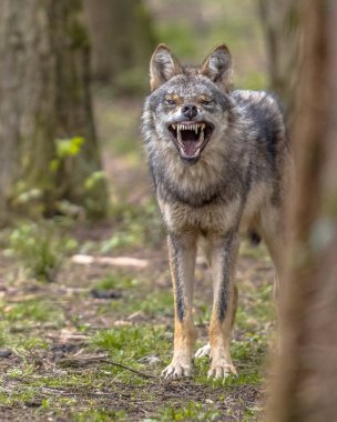 Agressive European grey Wolf clipart